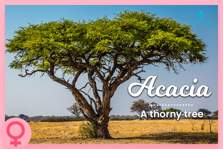 Acacia, a popular Columbian girl name meaning a thorny tree