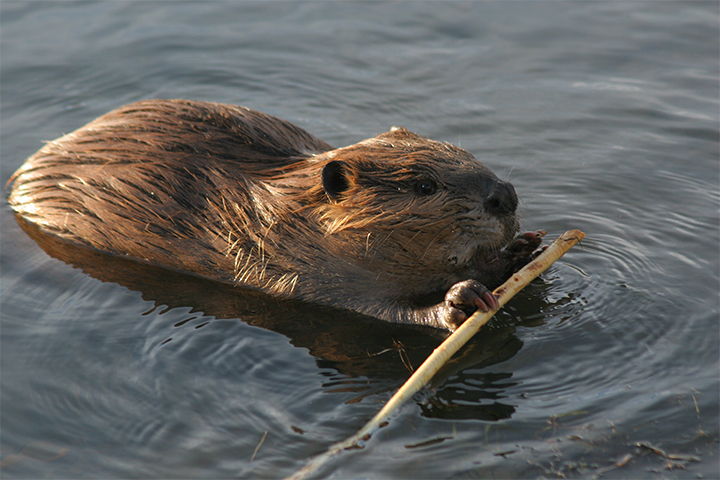 Beavers cannot breathe underwater, beaver facts for kids
