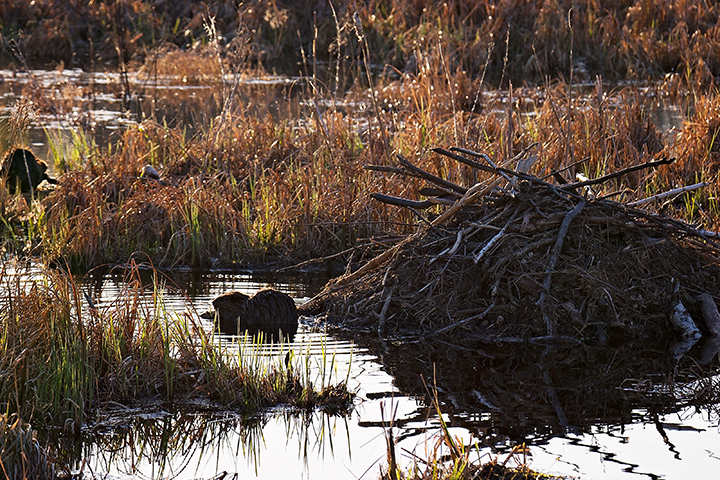 Beavers create dome-shaped homes called lodge, beaver facts for kids