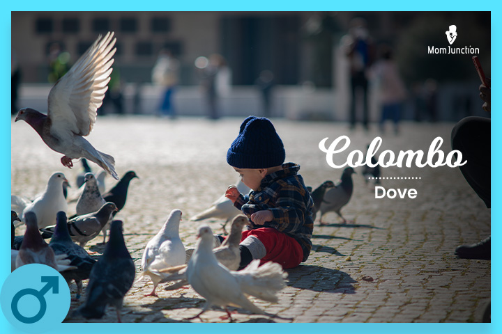 Colombo is a Colombian boy name meaning dove