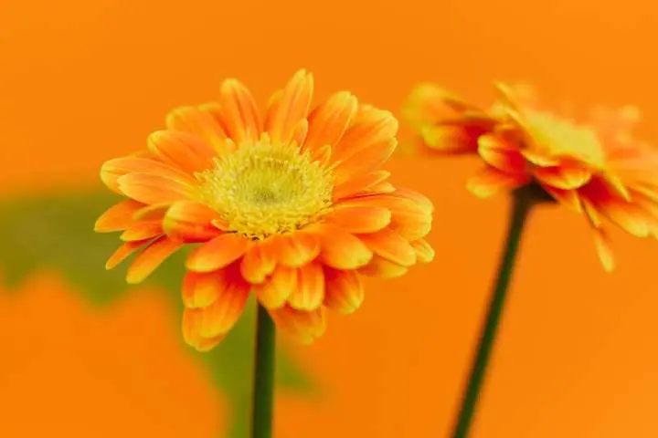 Gerbera daisy flower for kids