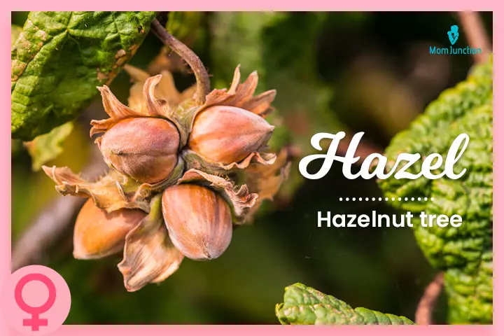 Hazel, a Columbian girl name meaning hazelnut tree