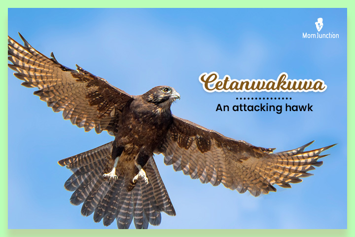 Cetanwakuwa means to hunt