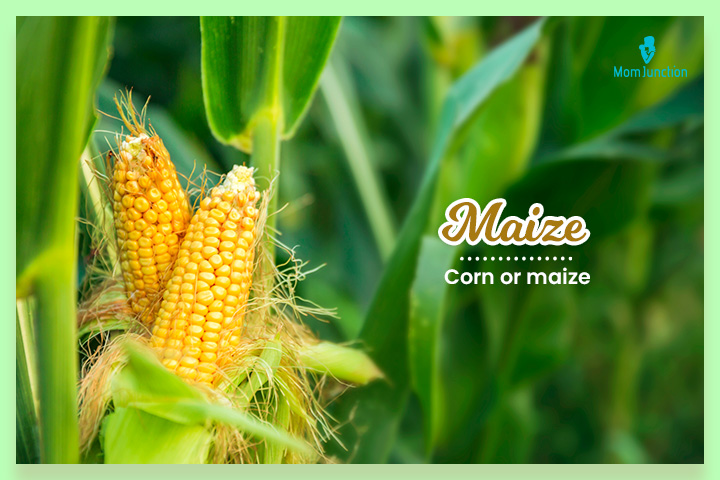Maize is an occupational surname