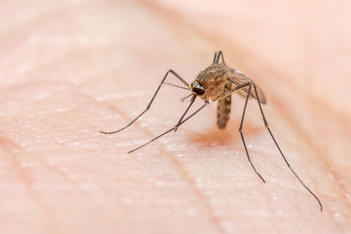 Malaria in babies is transmitted through the female Anopheles mosquito