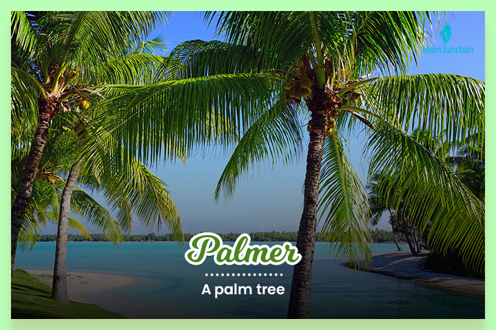 The surname Palmer refers to a palm tree