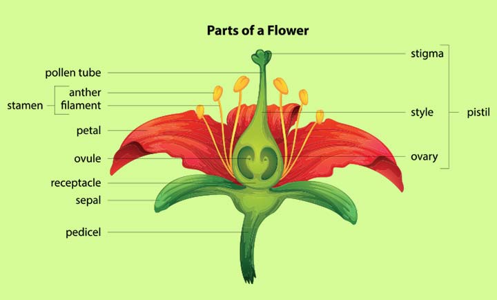 Parts of a flower for kids