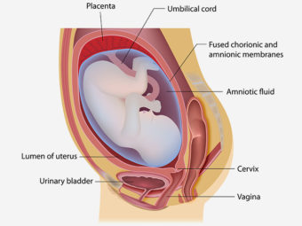 गर्भावस्था में पानी की थैली फटना | Pregnancy Me Pani Girna