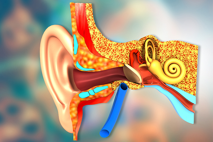 Smallest bone in the middle ear