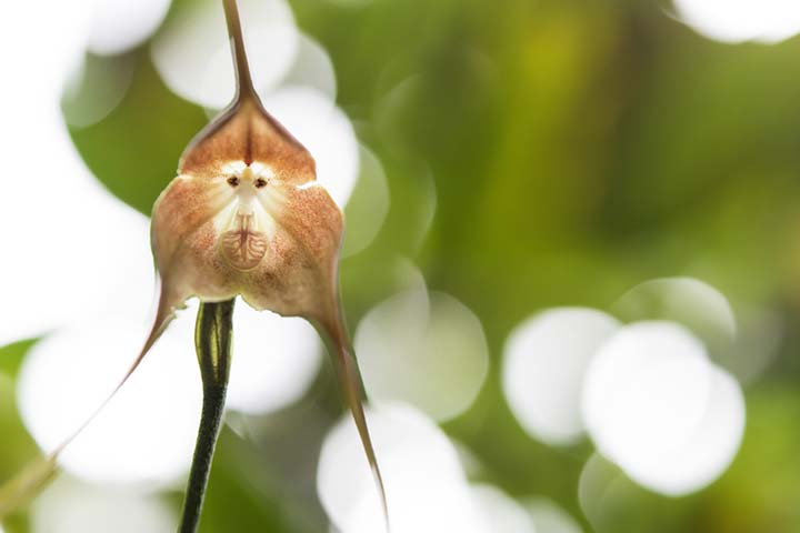 Monkey-face orchid flower for kids