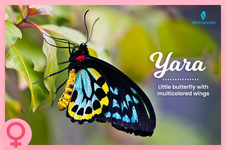 Yara means a small colorful butterfly