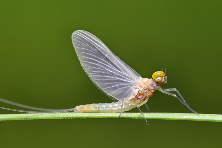 Mayfly order, insects for kids
