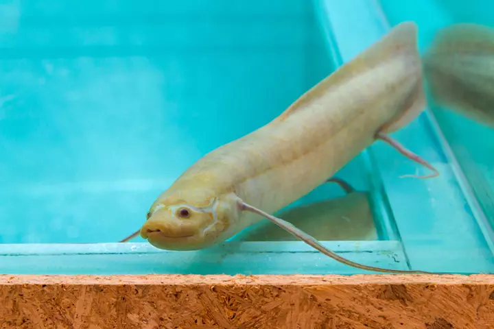 African lungfish