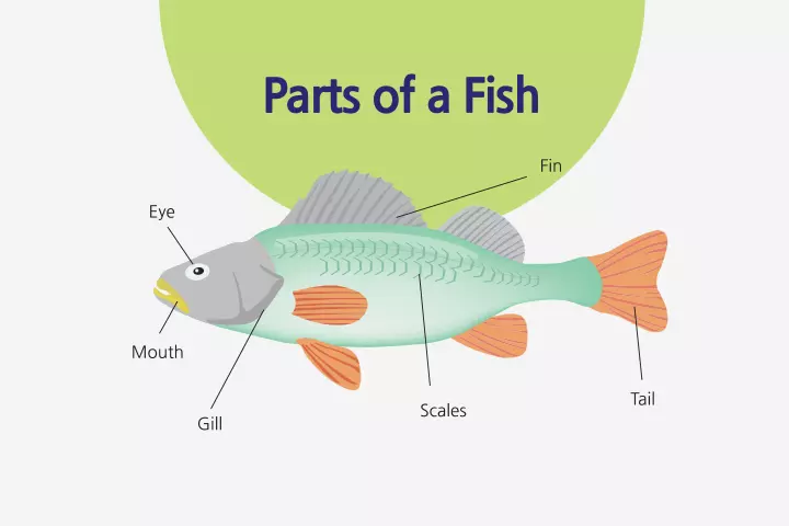 Anatomy of a fish