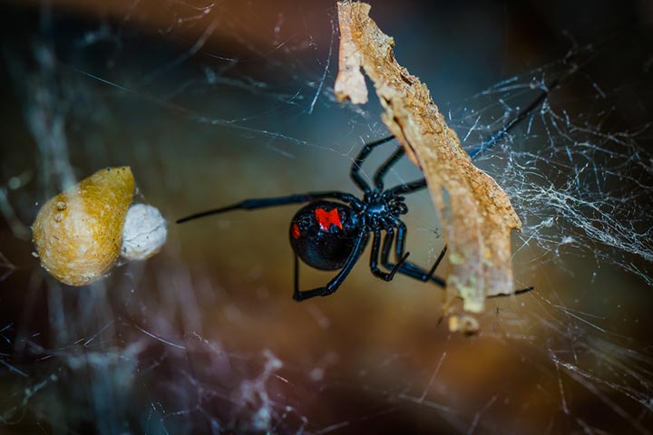 Black widow spider bites on kids