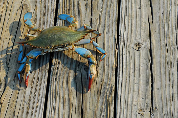 Blue crab is a native of the Atlantic shores