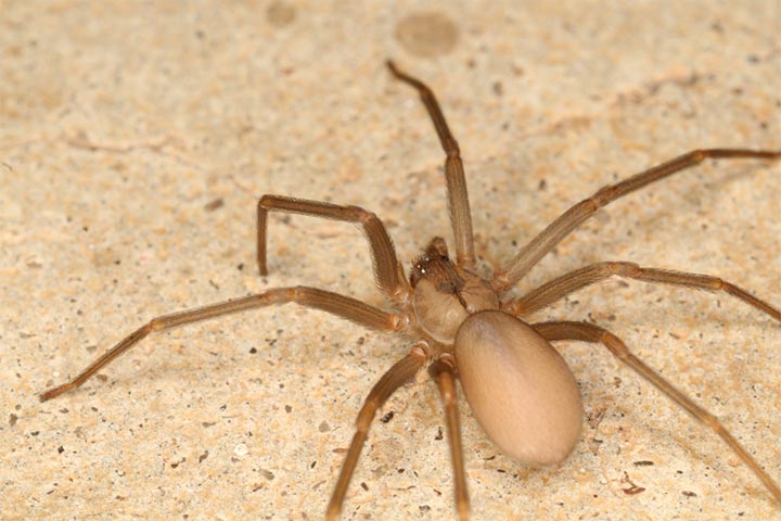 Brown recluse spider bites on kids