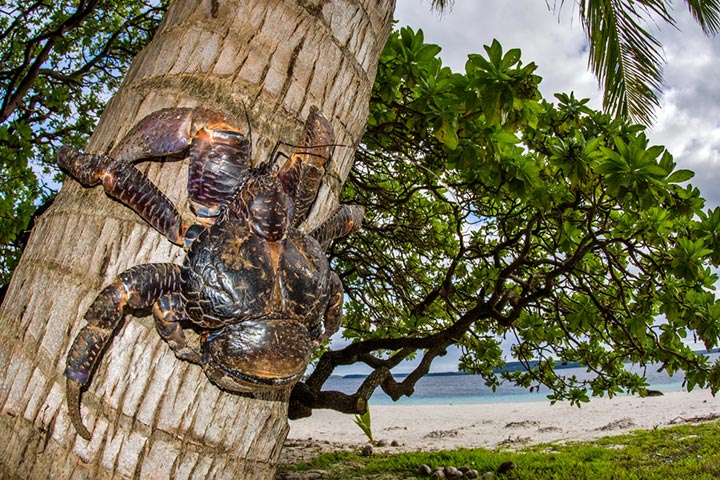 Coconut crabs are the largest arthropods living on land