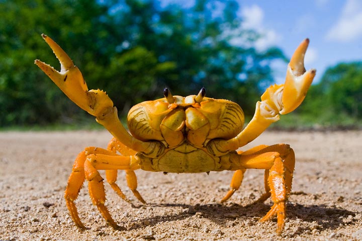 Crabs have legs that bend at the joints