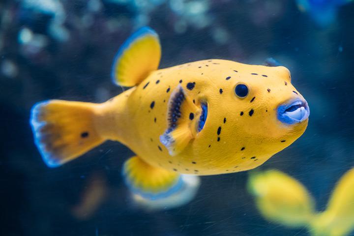 5 Ways to Know Your Fish Are Happy and Healthy