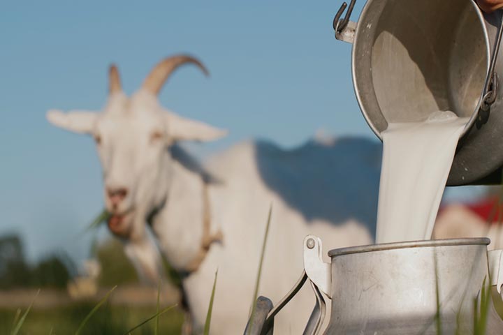 Goat’s milk has a similar nutritional profile to cow’s milk
