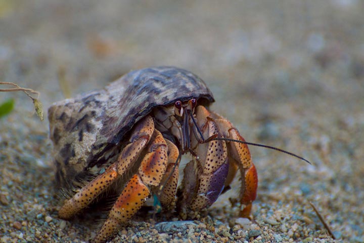 Hermit crab is not a true crab