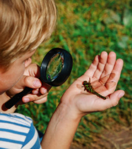 29 Interesting And Fun Insect Facts For Kids