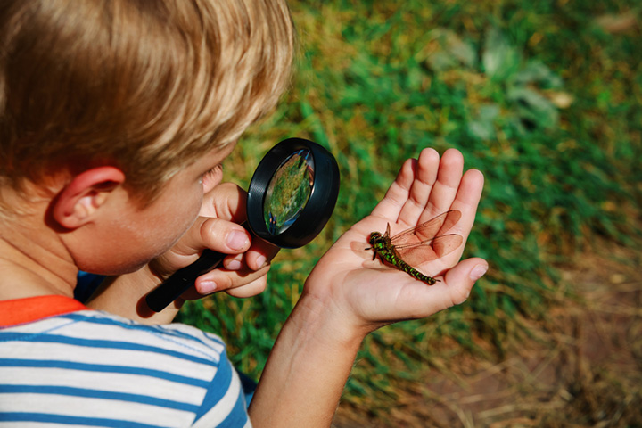 Insects For Kids Characteristics, Types, Life Cycle And Facts