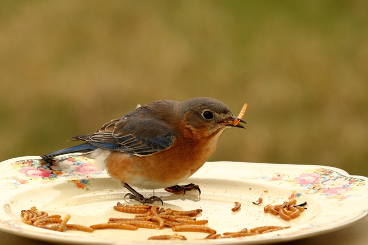 Paper plate bird feeder