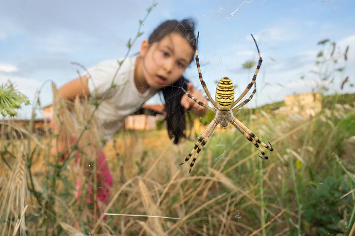 Spider Bites On Children: Symptoms, Treatment And Home Remedies