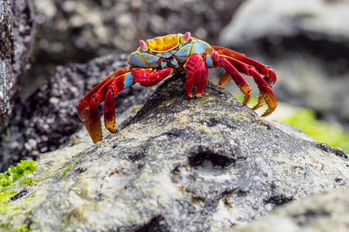 The Rock Crab is one of the most colorful crabs in the world 