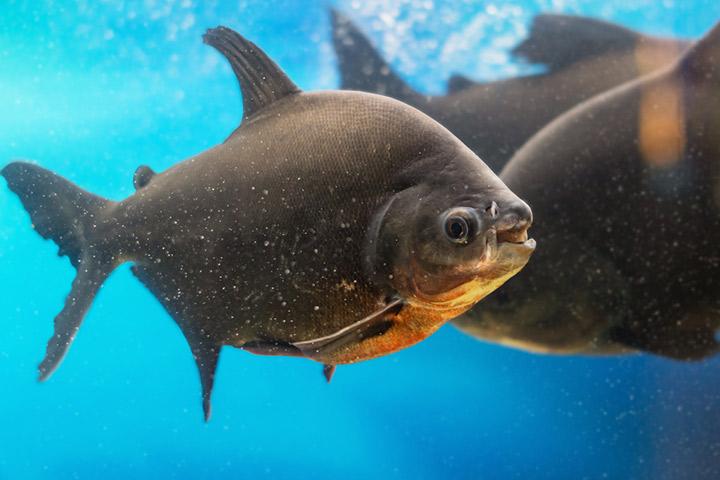 fish live in the Amazon River