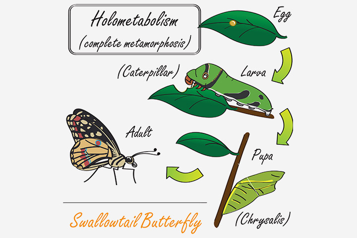 Characteristics of insects, complete metamorphosis, insects for kids