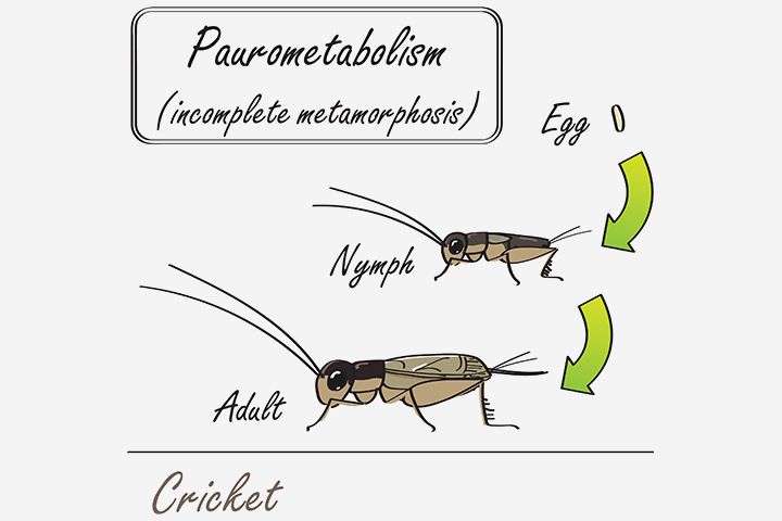 Characteristics of insects, incomplete metamorphosis, insects for kids