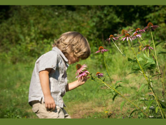 Echinacea For Children: Is It Safe And Precautions To Take