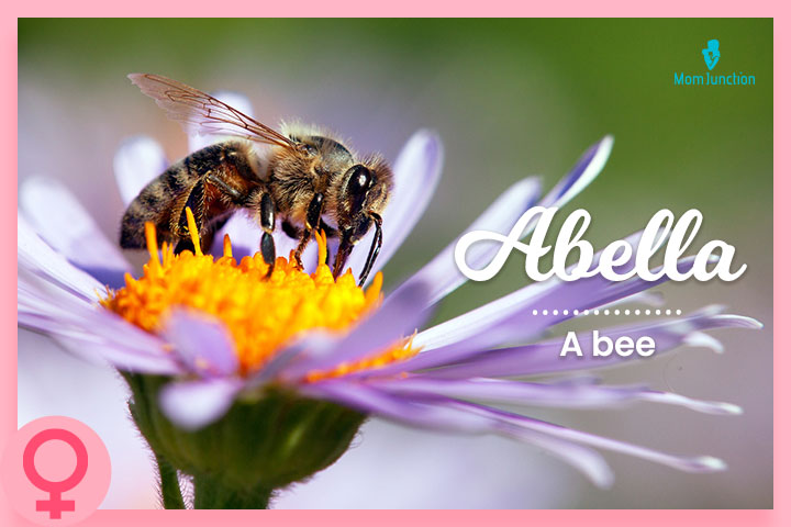 Abella means bee, cool last names