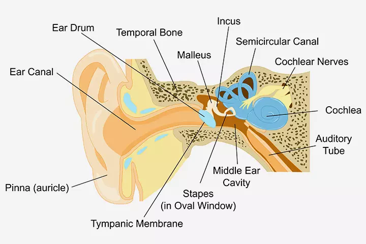 Working of the ear, earache in kids