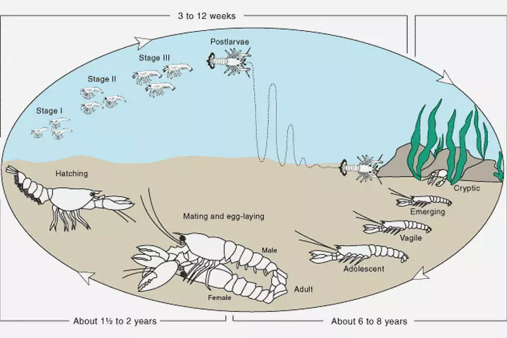 Lobster reproduction