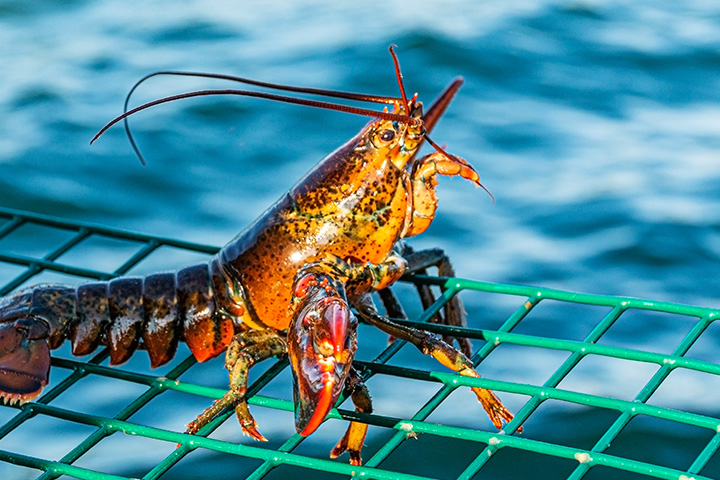Lobsters can survive up to 100 years
