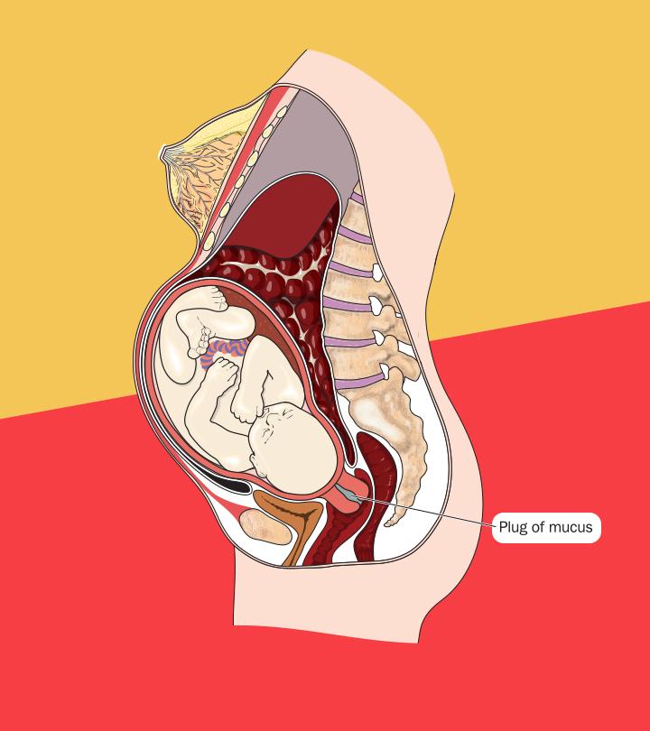 What Is Mucus Plug In Pregnancy And How Does It Look Like   Losing Mucus Plug In Pregnancy What It Means And What To Do  