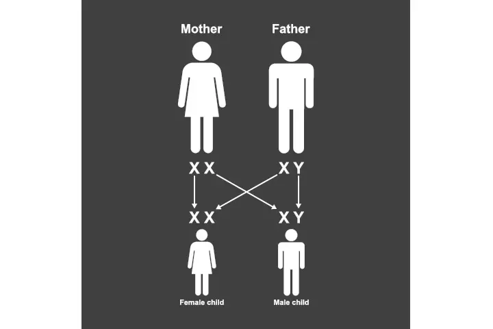 Factors determining the sex of the baby