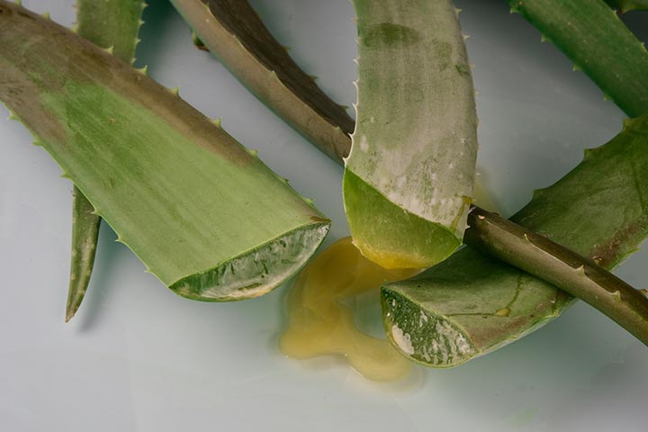 Aloe produces two substances, gel and latex.