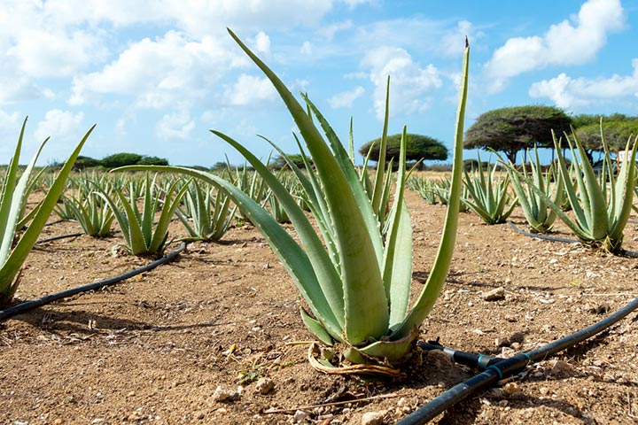 Aloe vera plant in dry enviroments