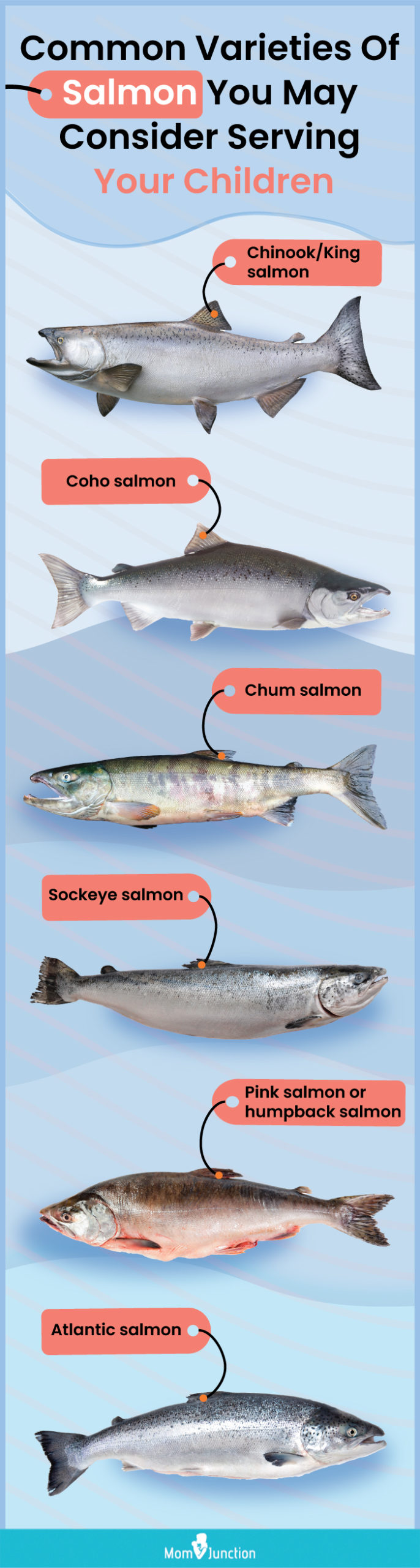 common varieties of salmon yyou may consider serving your children (infographic)