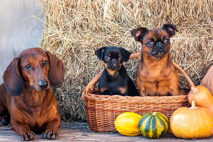Include Your Fur Babies In The Reveal