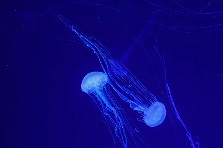 Jellies have nematocysts to stun prey
