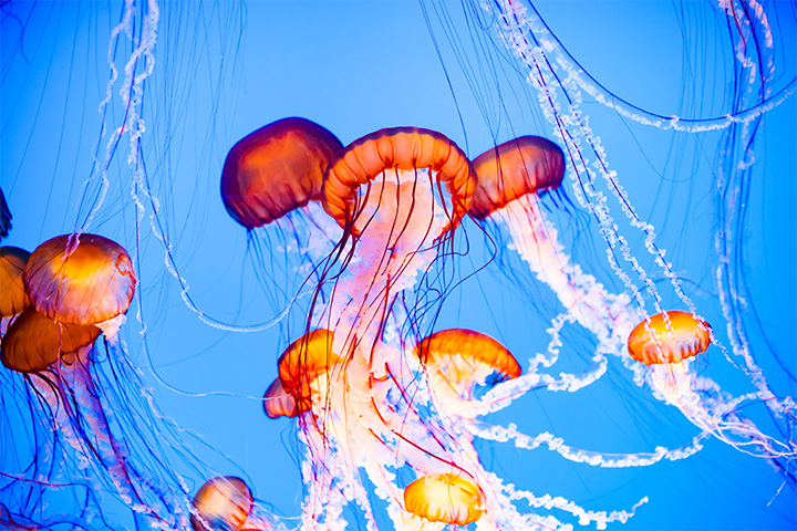 Jellyfish can multiply very fast in good conditions
