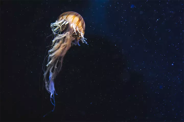 Jellyfish tentacles are filled with toxins and capable of stinging