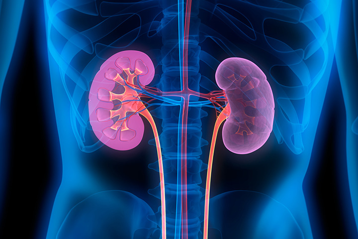 Kidney disease can cause low creatinine in children