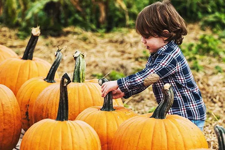 Let’s find, find, find a pumpkin.